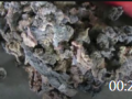 00:29 天然橡膠加工設(shè)備單螺旋破膠擠洗機(jī)