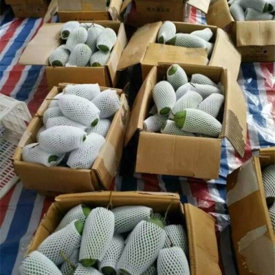 龍口云生售后(圖)-芒果網套機械價格-昆明網套機械